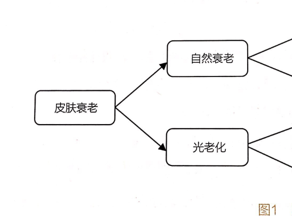 中豪优美浅谈“皮肤的抗氧化”